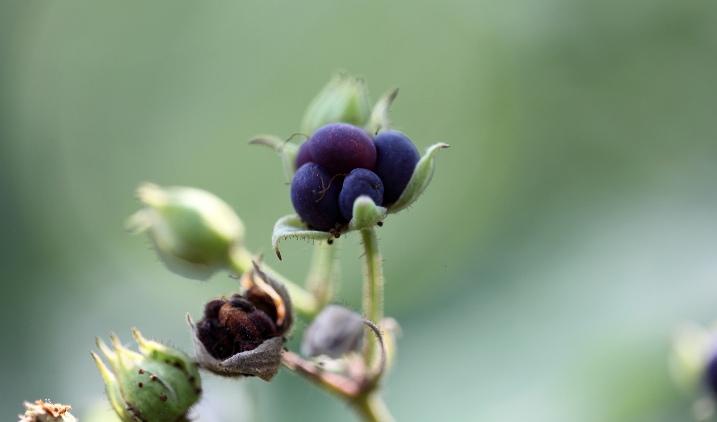 Southern Dewberry